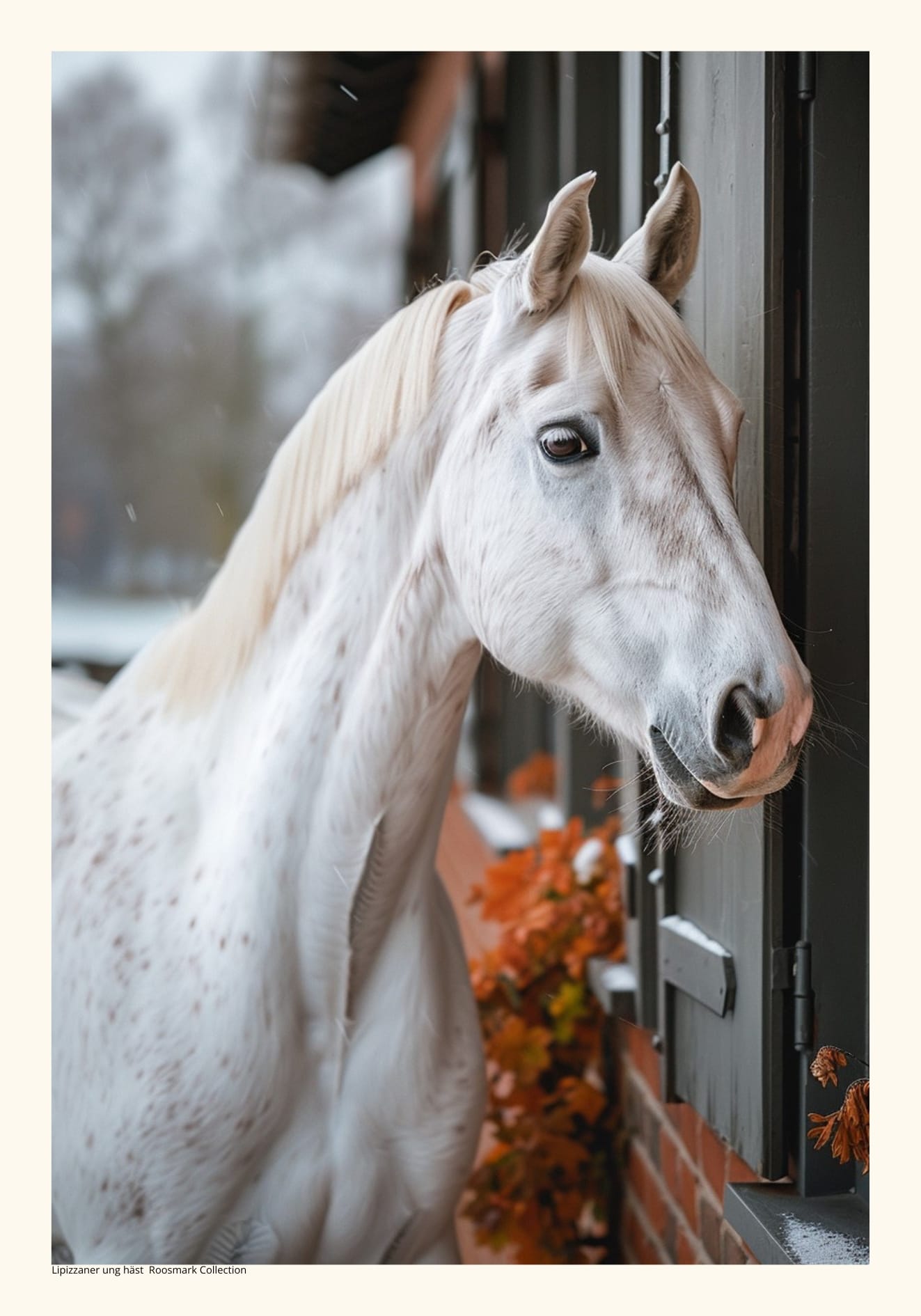 Vit Ponny Poster