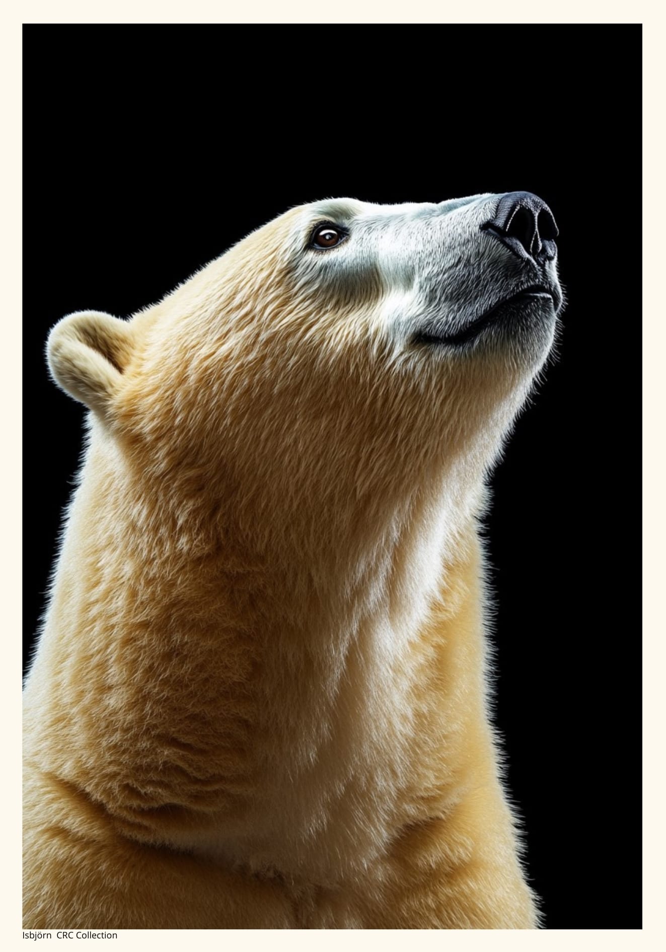 Isbjörn Porträtt Poster
